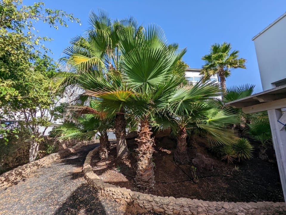 Day, Garden, Garden view