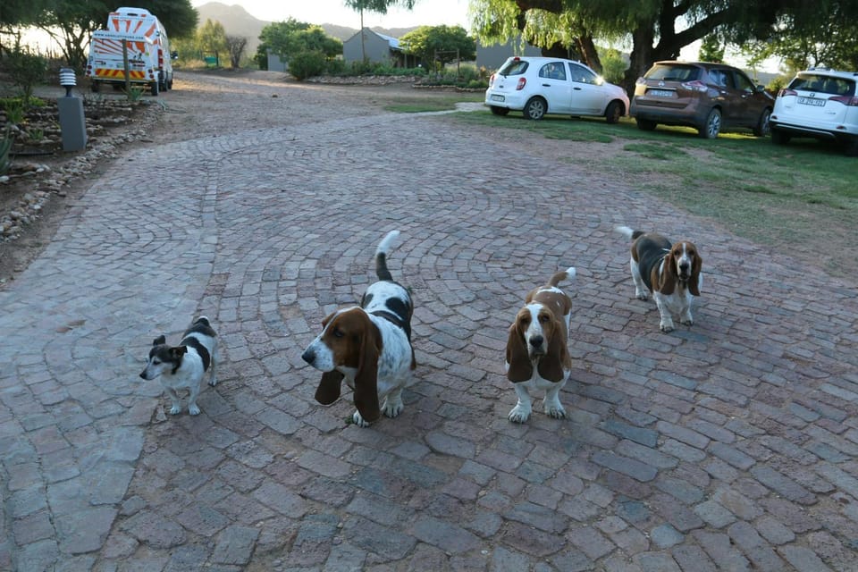 Animals, Pets