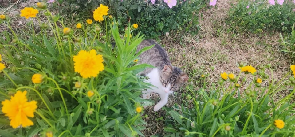 Rey Garden 2 Bed and Breakfast in Vlorë
