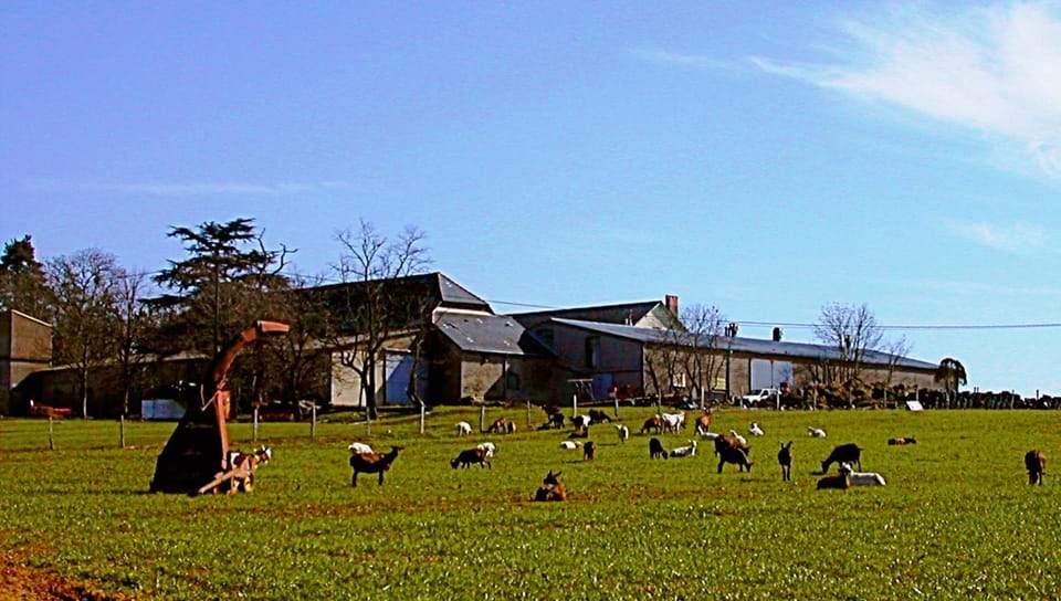 Animals