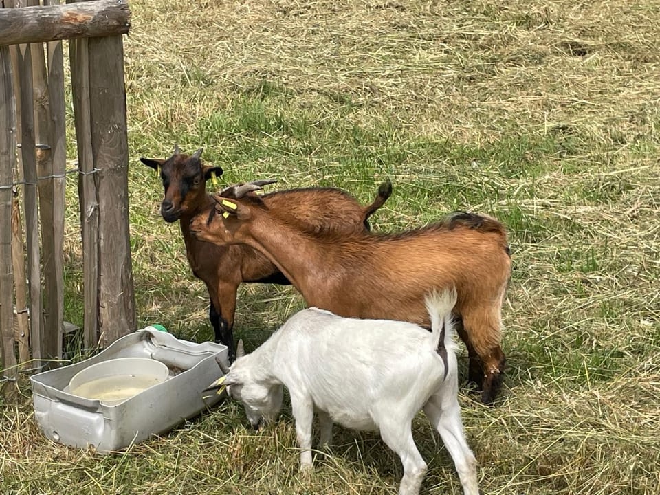 Animals, Pets
