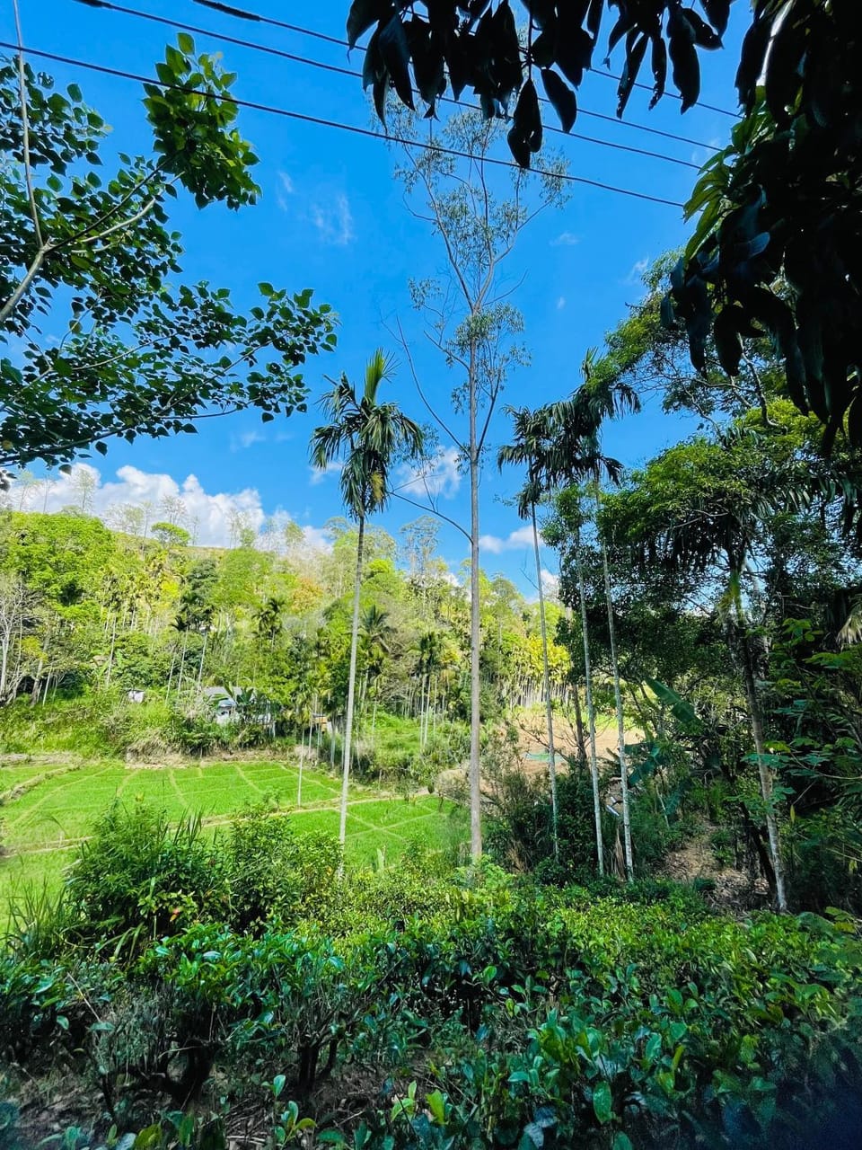 Natural landscape, View (from property/room)