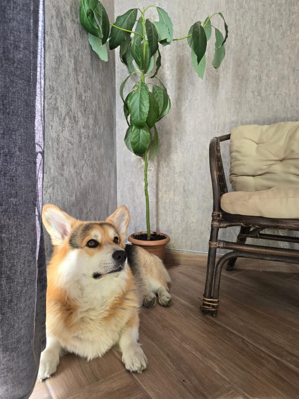 Living room, Seating area, Pets