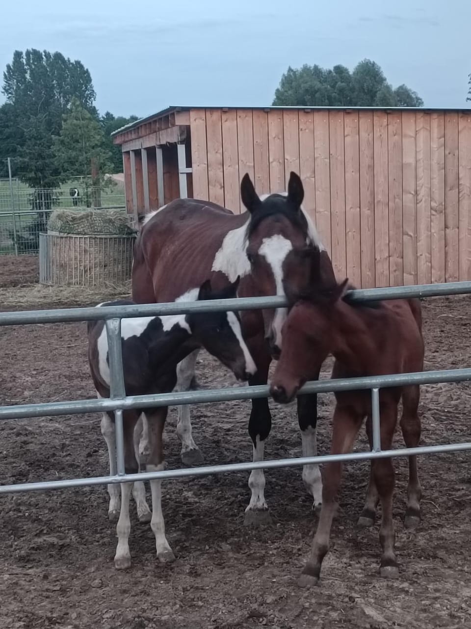 Animals