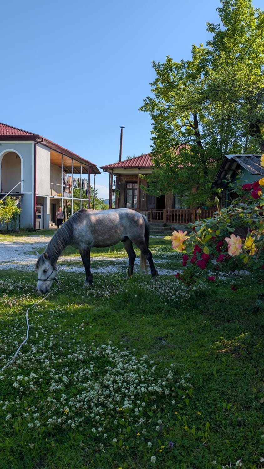 Spring, Day, Natural landscape, Garden, Animals, Garden view