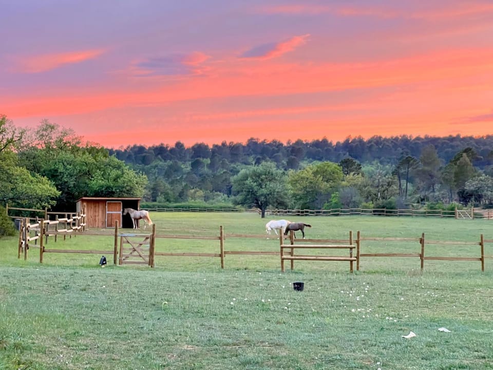 Natural landscape, Animals, Sunset