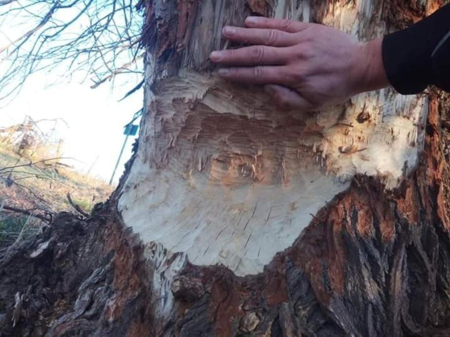 Ferienhaus Mecklenburgische Seenplatte mit Ruderboot Apartment in Neubrandenburg