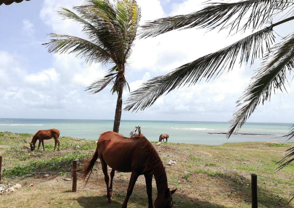 Day, Natural landscape, Animals, Sea view