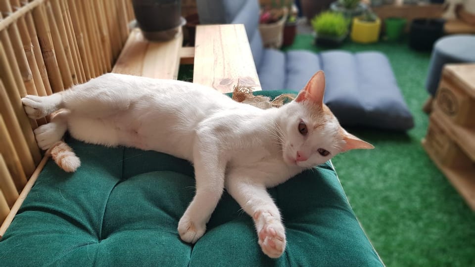 Pets