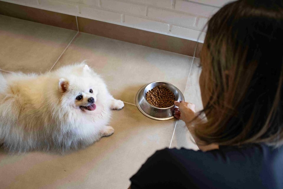 Pets, pet friendly