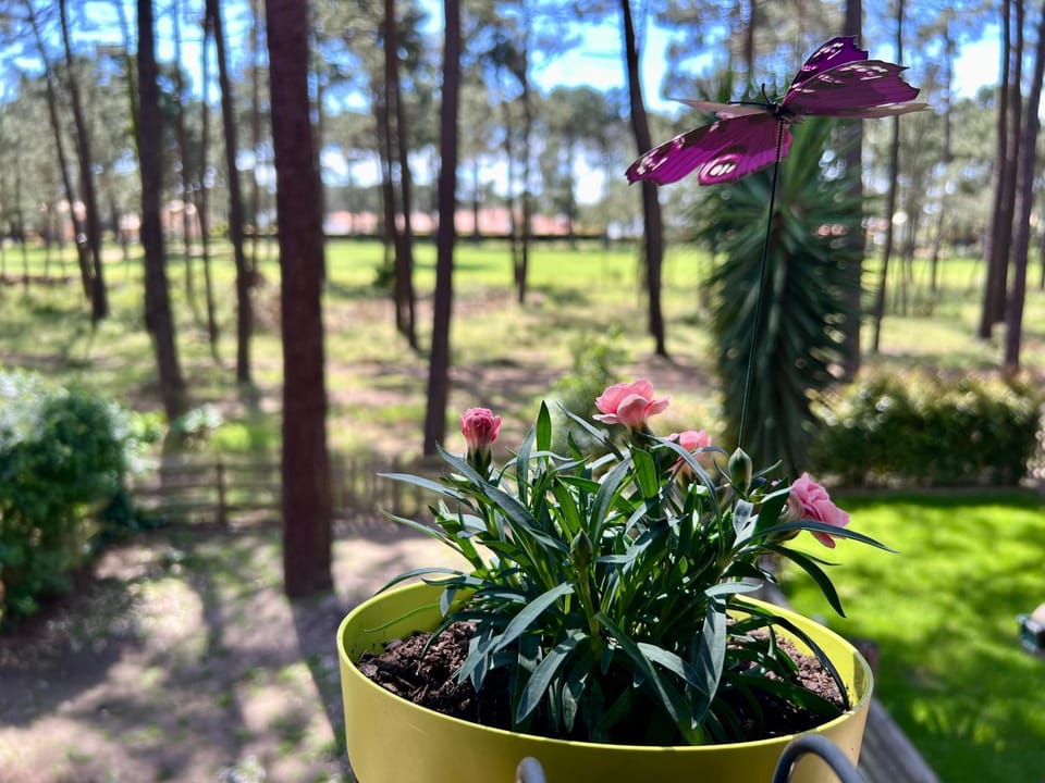 Day, Natural landscape, Garden