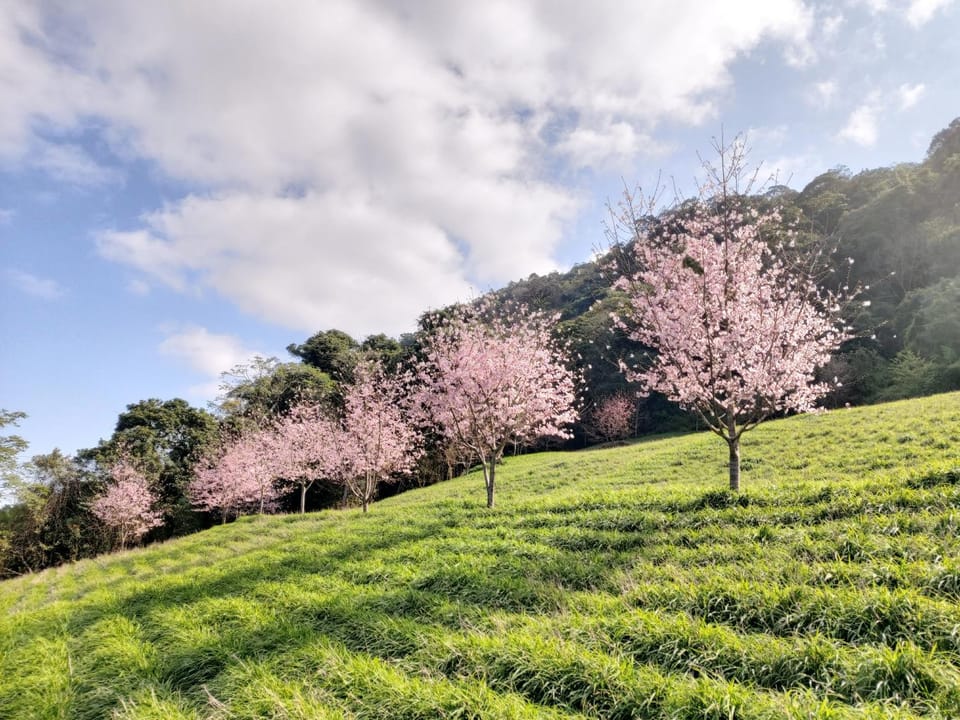 Spring, Natural landscape, Garden