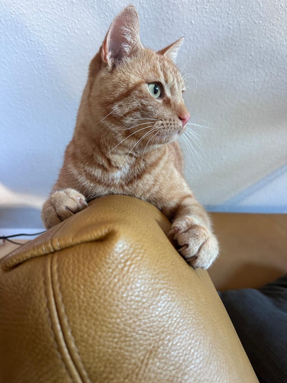 Pets