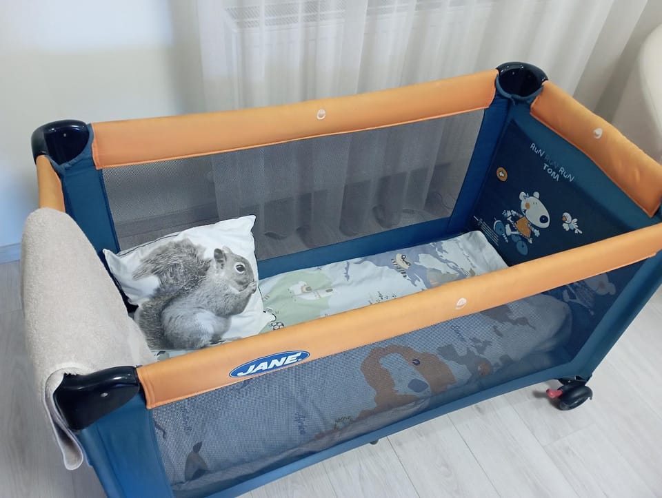 cot