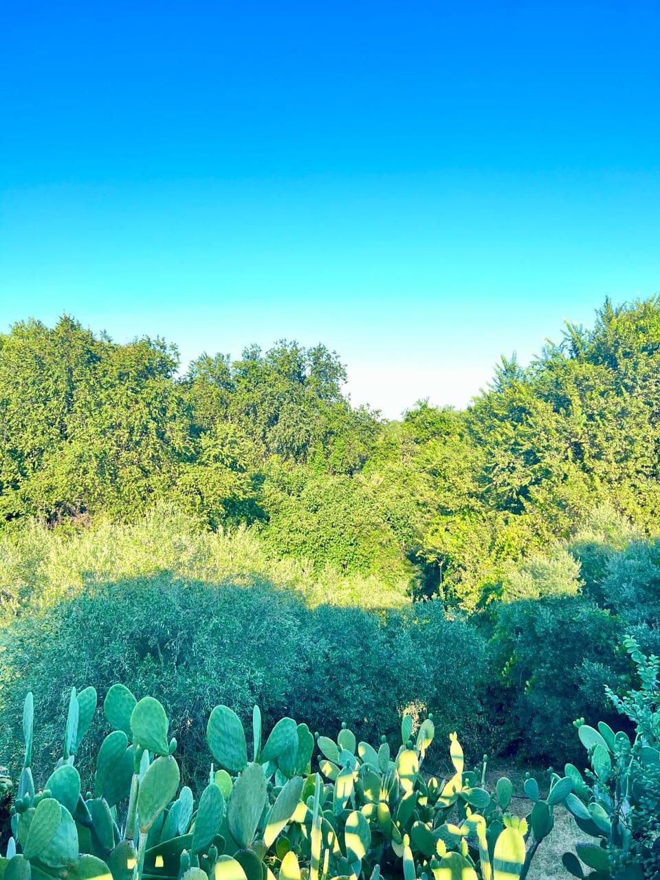 Natural landscape, View (from property/room)