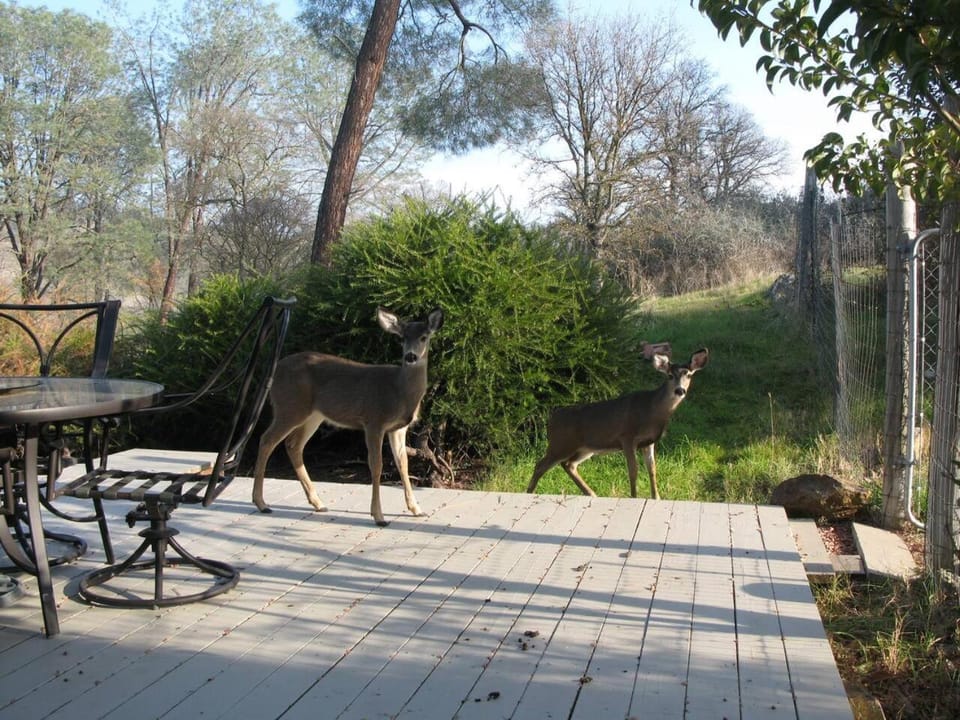 A Great Riverfront Retreat a Shangri-La Paradize House in Calaveras County