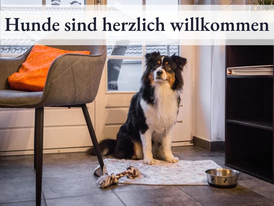 Pets, Pets