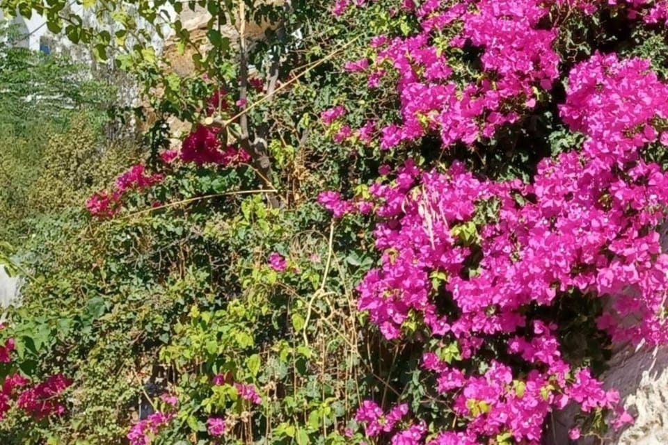 Natural landscape, Garden view