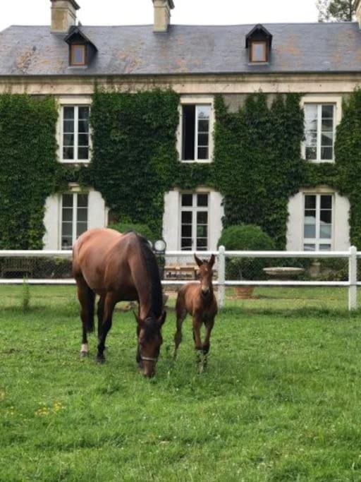 Domaine de Valmeray la roulotte d'Elise Chalet in Normandy