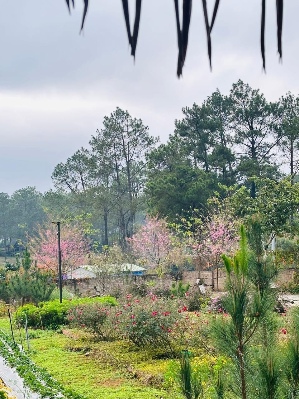 Spring, Day, Natural landscape, Garden, Garden view