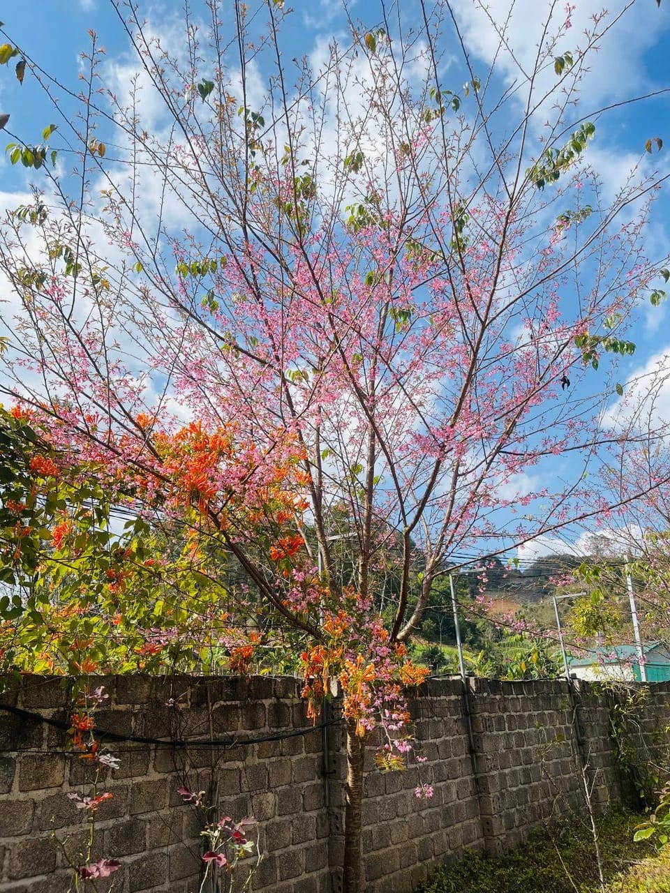 Spring, Day, Natural landscape, Garden, Garden view
