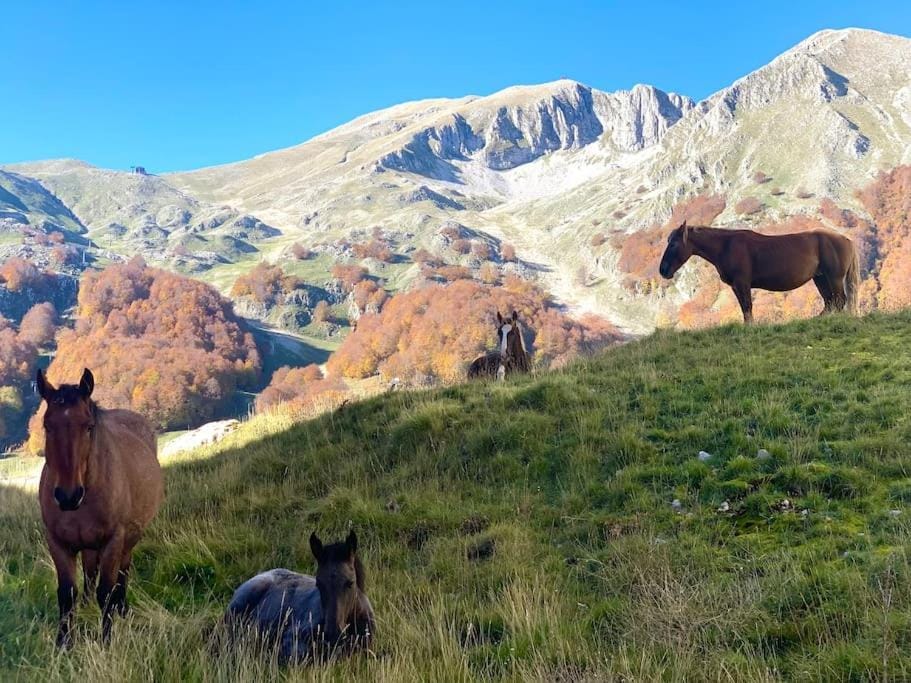 All’ombra del Miletto Apartment in Molise, Italy