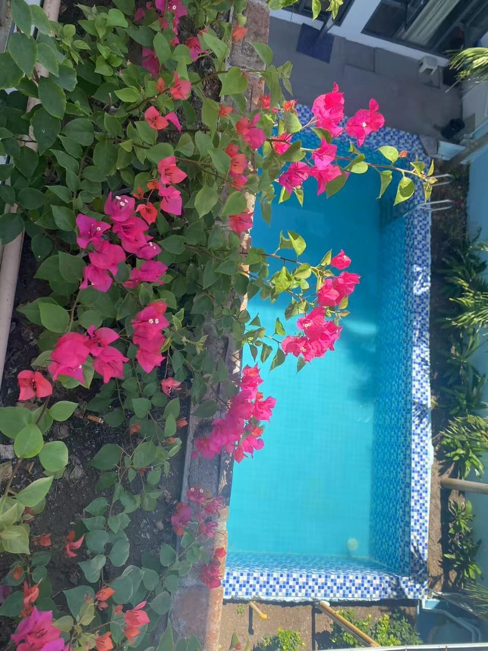 Garden, Garden view, Pool view, Swimming pool