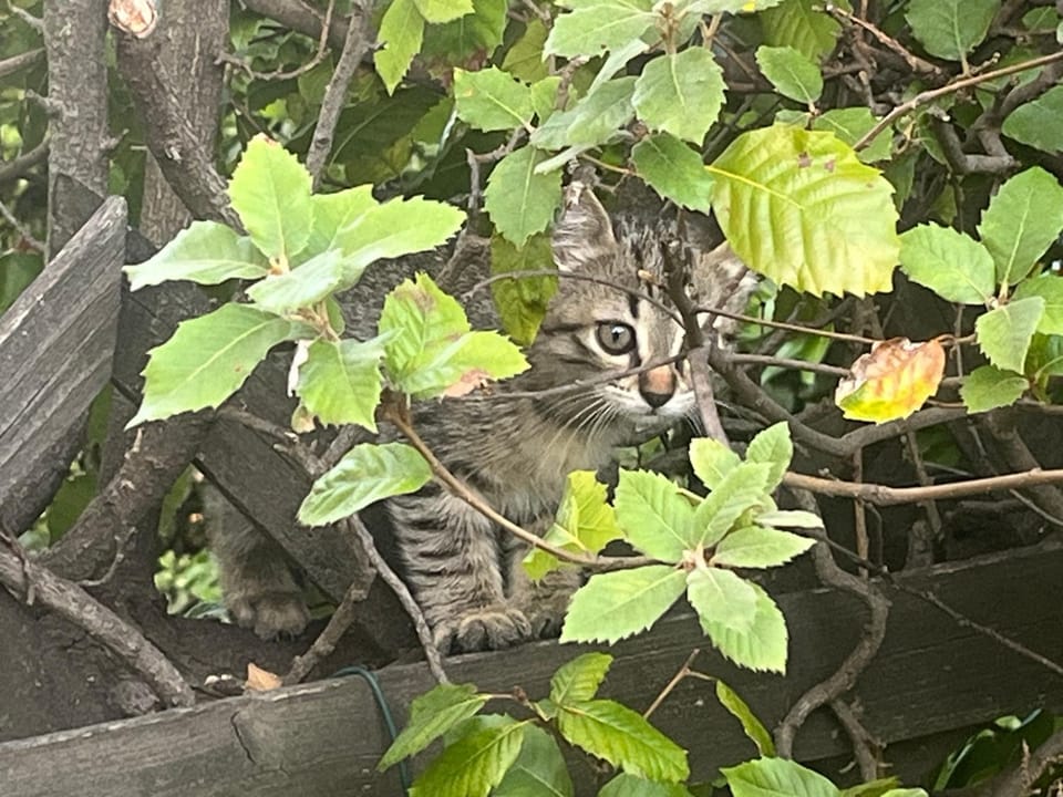 val dazur valbonne Les Jasmins Villa in Valbonne