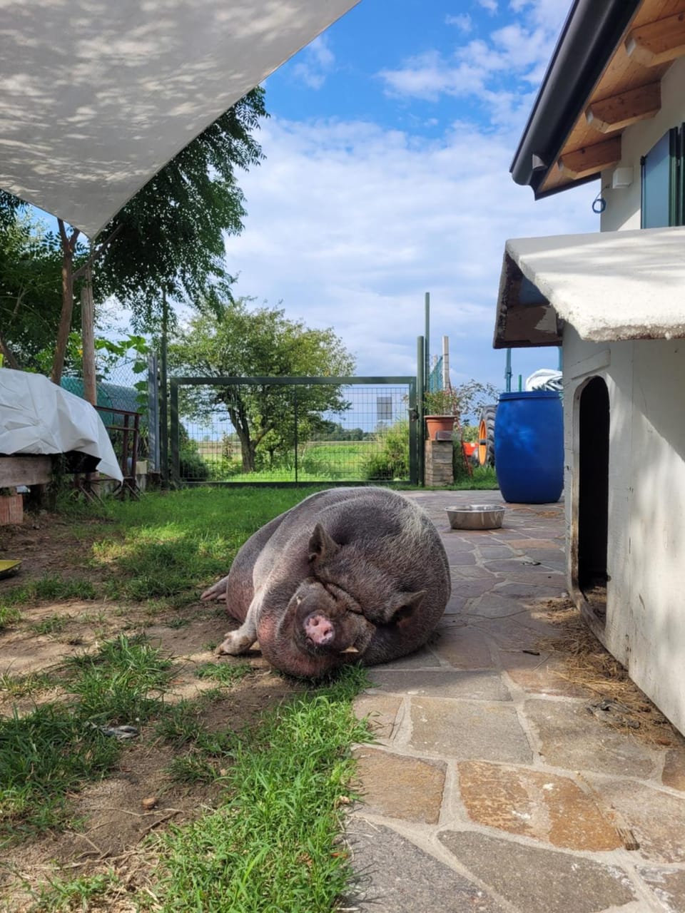 Natural landscape, Pets