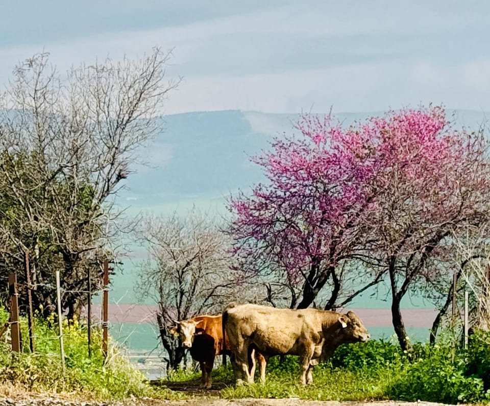 Spring, Natural landscape