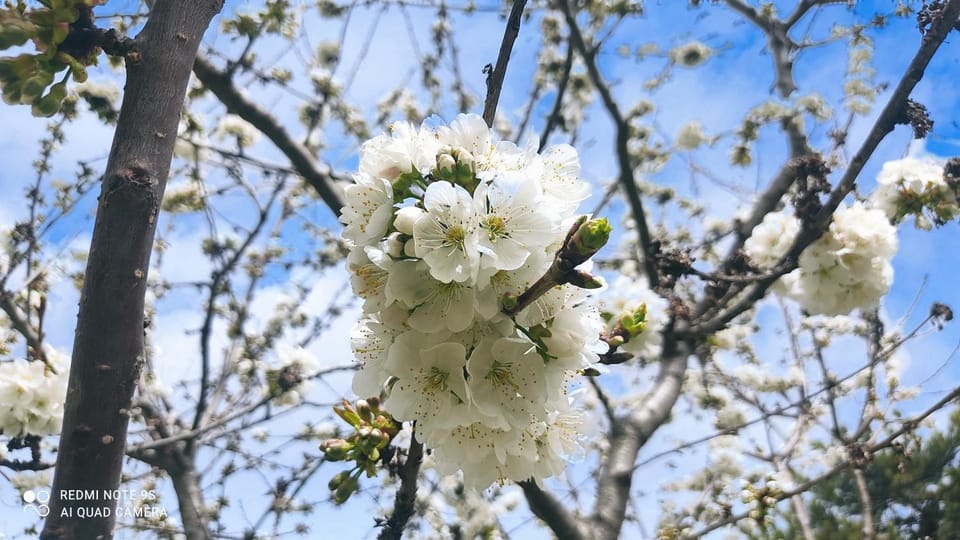 Spring