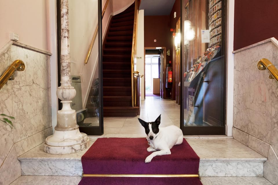 Lobby or reception, Animals, Pets
