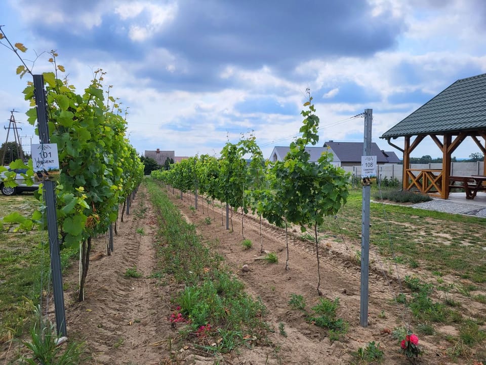 Spring, Day, Garden, Garden view