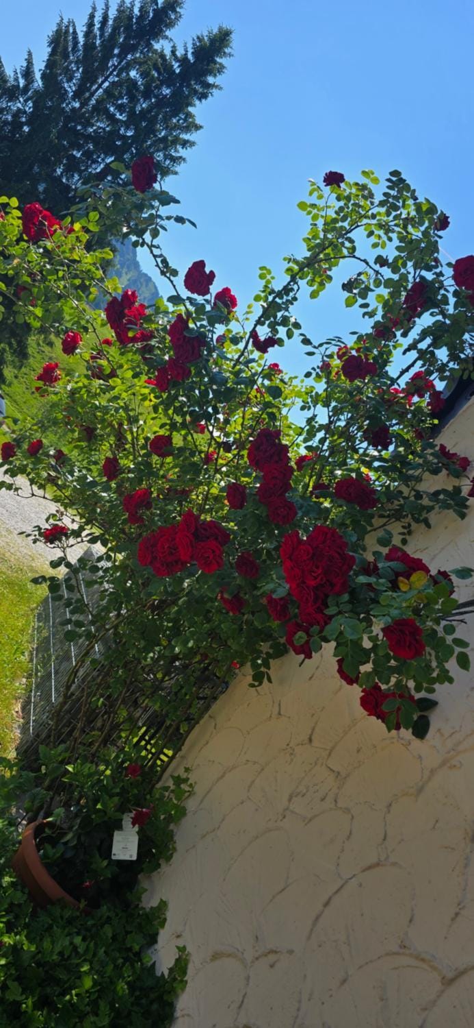 Erd´s Hoimatle Bed and Breakfast in Pfronten