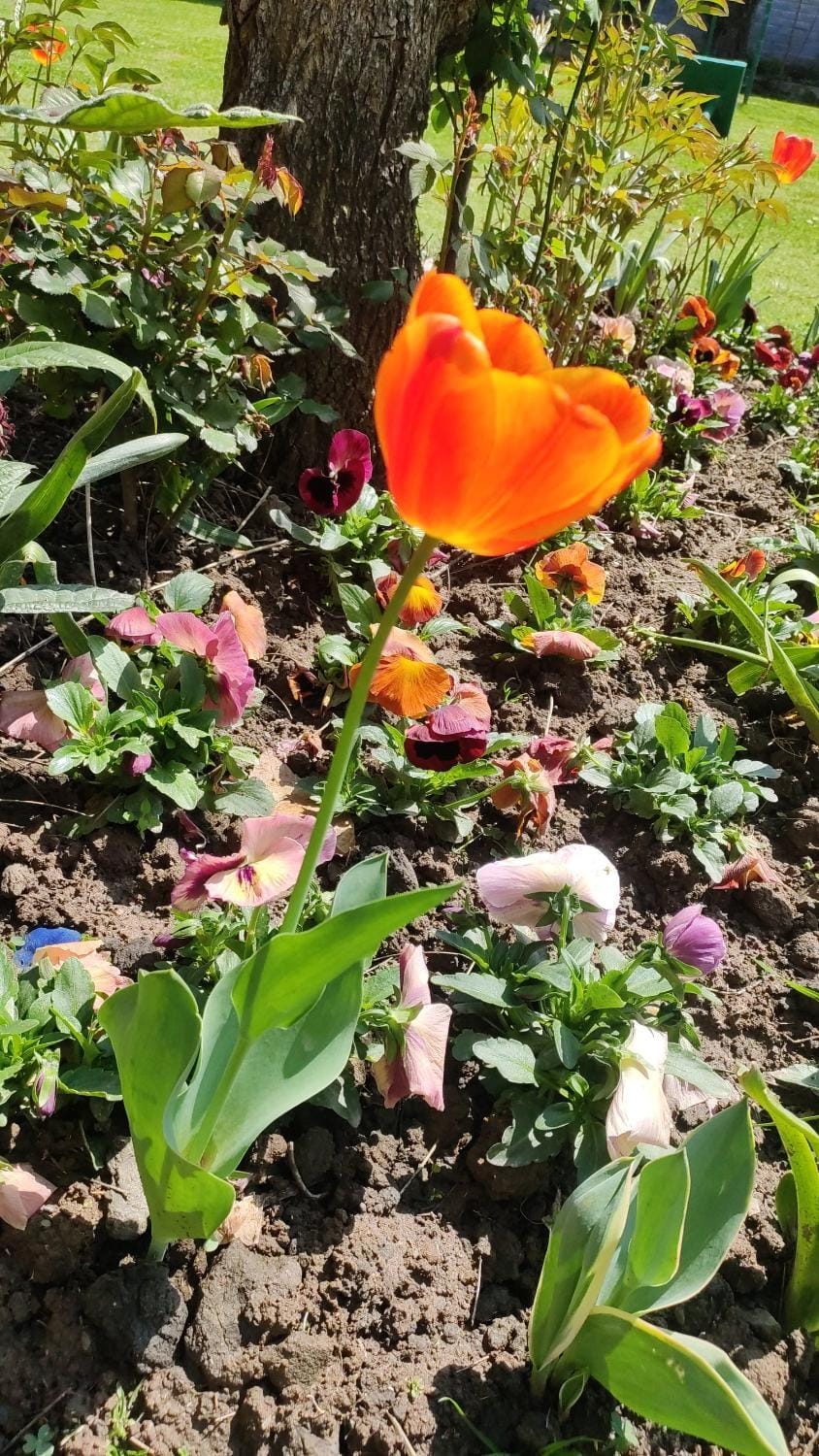 Spring, Garden