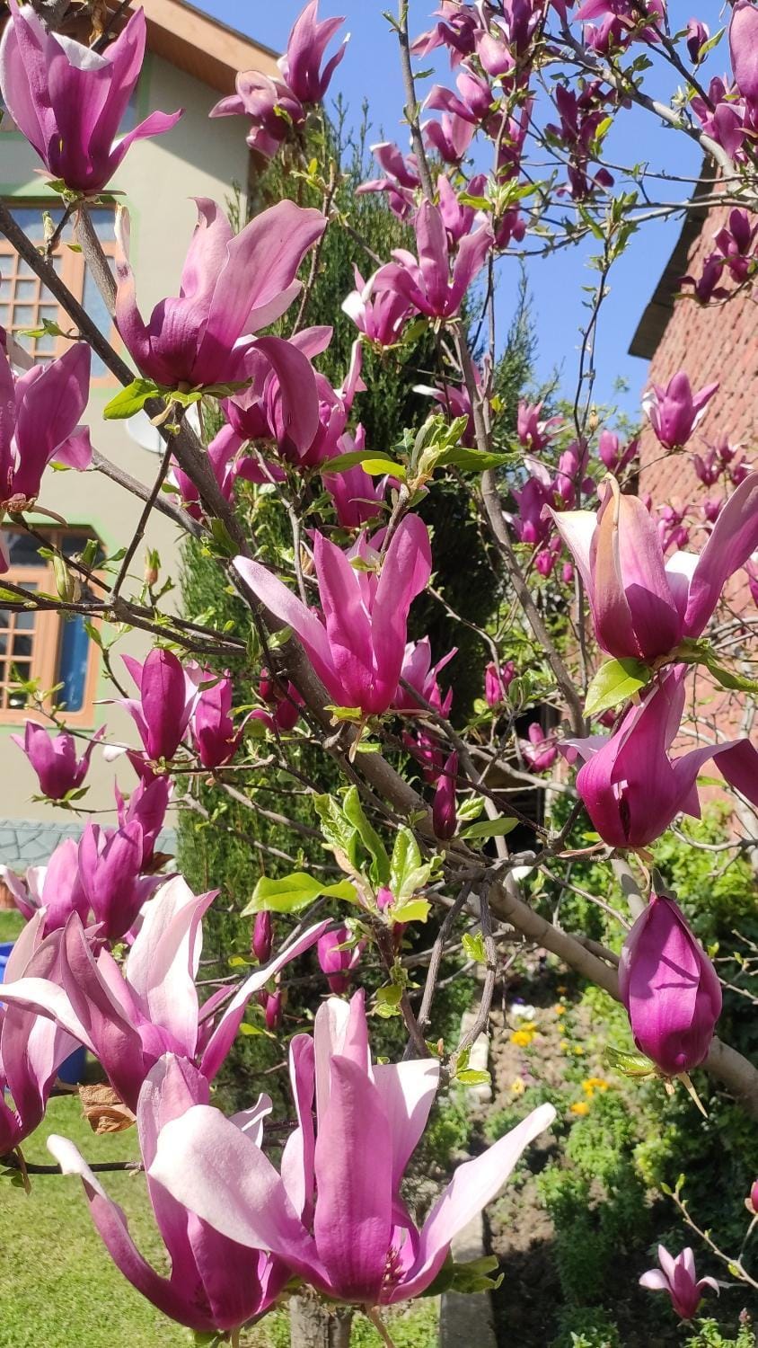 Spring