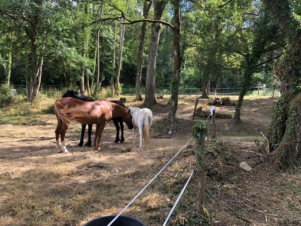 Horse-riding, Animals