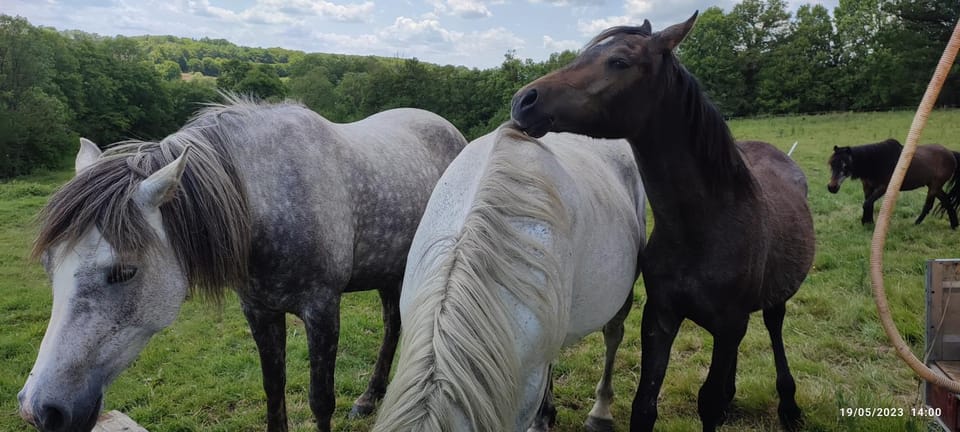 La vergne Farm Stay in Nouvelle-Aquitaine