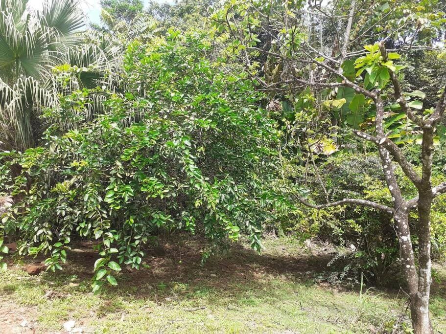 Natural landscape, Garden view