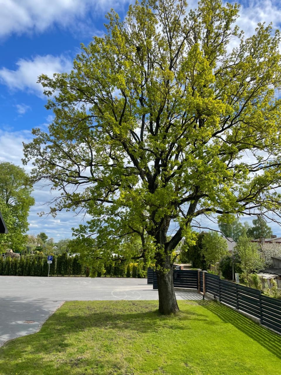 Day, Neighbourhood, Natural landscape, Garden