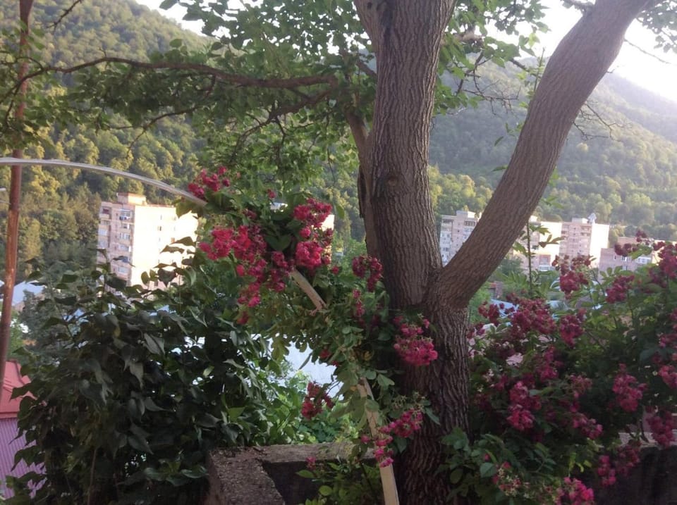 Day, Natural landscape, Garden, Garden view, Mountain view