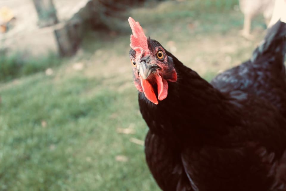 Animals