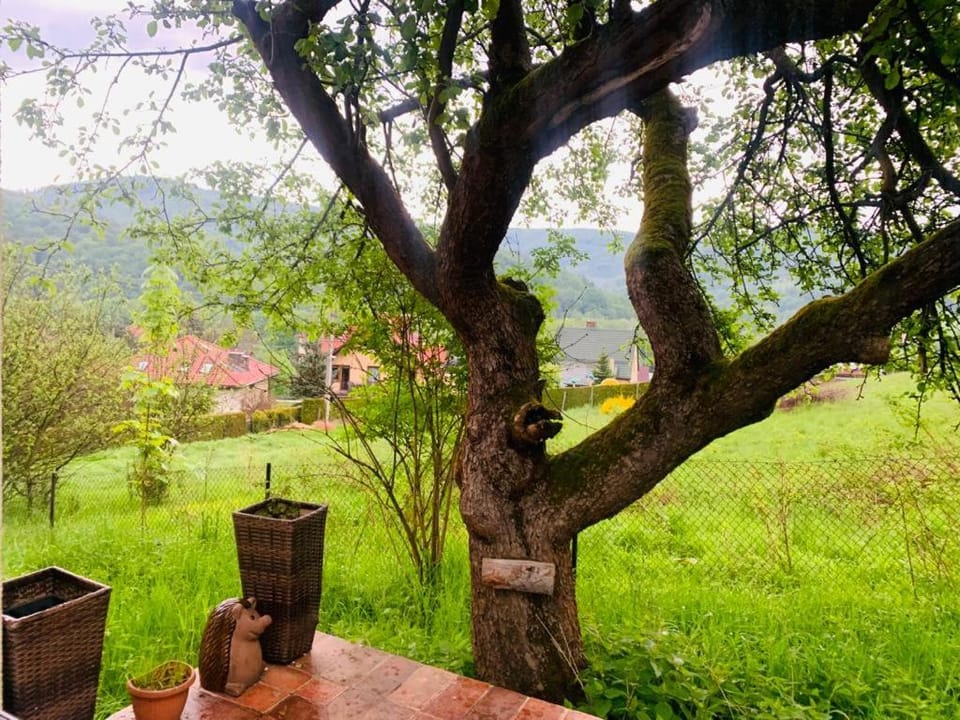 Spring, Day, Natural landscape, Garden, Garden view, Mountain view