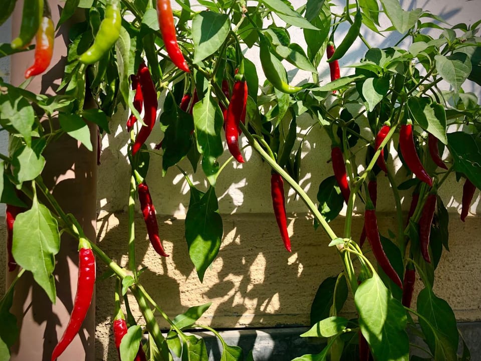 Property building, Day, Garden