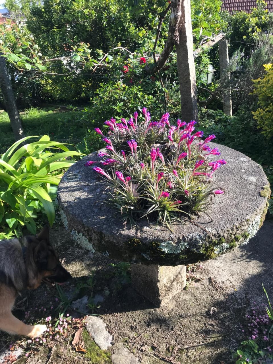 Garden view