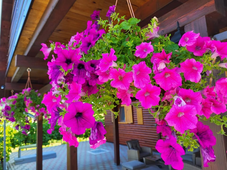 Day, Garden, Garden view