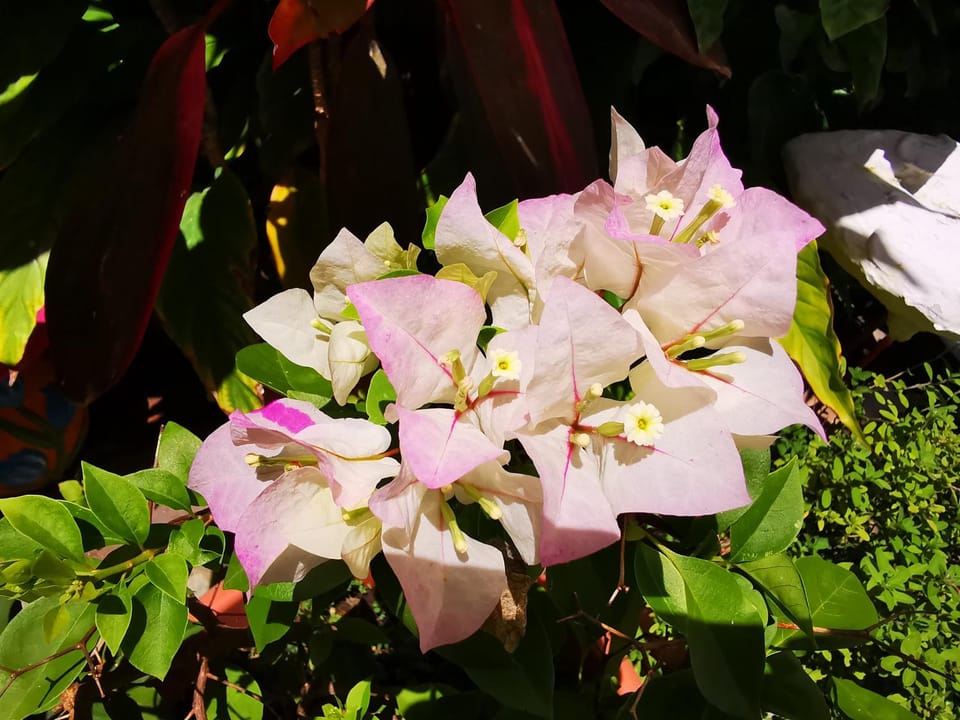 Activities, Garden, Other