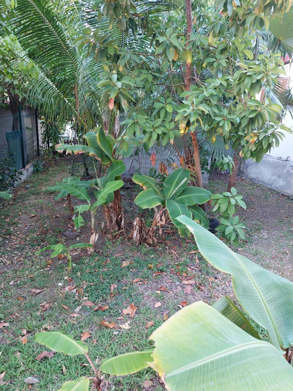 Day, Garden, Garden view