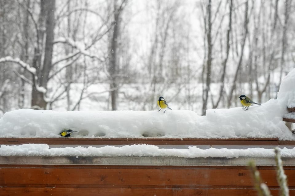 Winter
