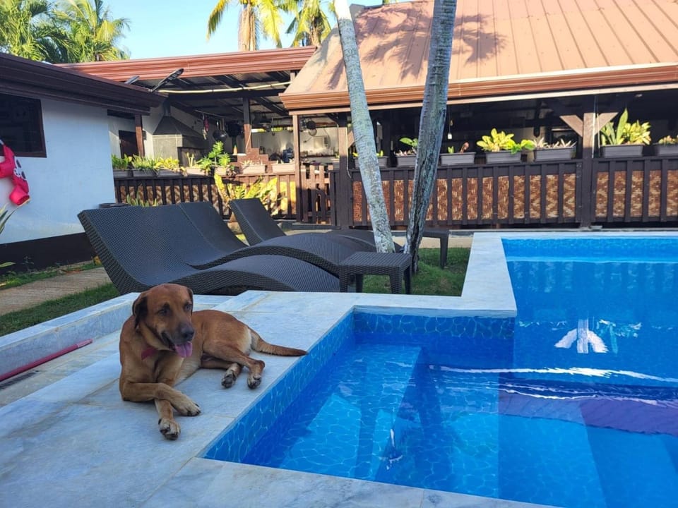 Pets, Pool view, Swimming pool, sunbed